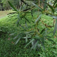 Podocarpus elatus R.Br. ex Endl.